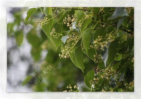 香樟花